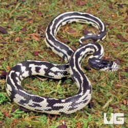 Baby Aberrant Striped California Kingsnakes (Lampropeltis getula californiae) For Sale - Underground Reptiles