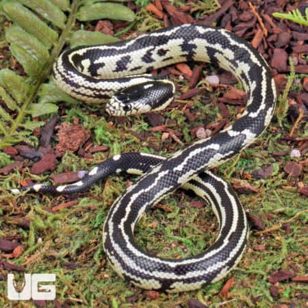 Baby Aberrant Striped California Kingsnakes (Lampropeltis getula californiae) For Sale - Underground Reptiles