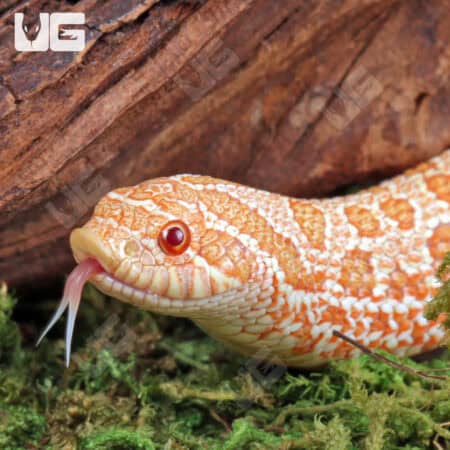Baby Albino Western Hognose Snake For Sale - Underground Reptiles