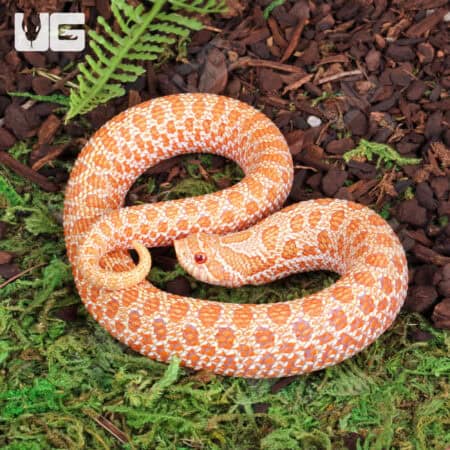 Baby Albino Western Hognose Snake For Sale - Underground Reptiles