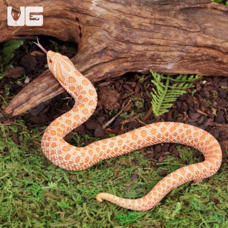 Baby Albino Western Hognose Snake For Sale - Underground Reptiles