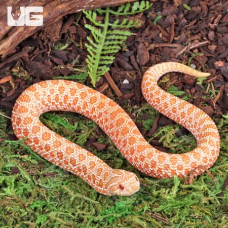 Baby Albino Western Hognose Snake For Sale - Underground Reptiles