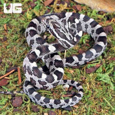 Baby Anery Cornsnake (Pantherophis guttatus) For Sale - Underground Reptiles