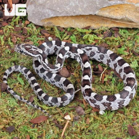 Baby Anery Cornsnake (Pantherophis guttatus) For Sale - Underground Reptiles
