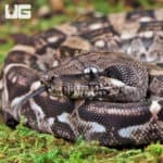 Baby Female Anery Type 2 Poss Het Blood Boa For Sale - Underground Reptiles