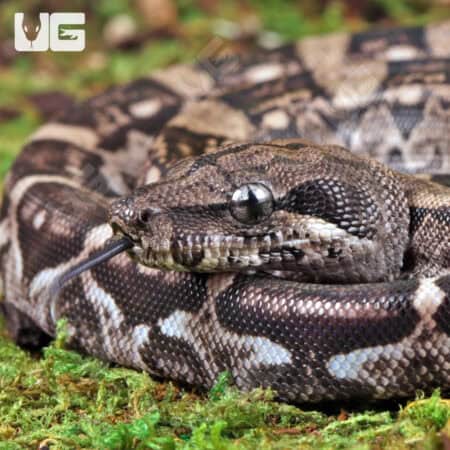 Baby Female Anery Type 2 Poss Het Blood Boa For Sale - Underground Reptiles