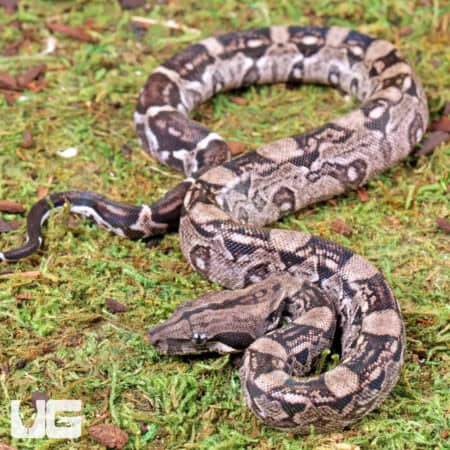 Baby Female Anery Type 2 Poss Het Blood Boa For Sale - Underground Reptiles