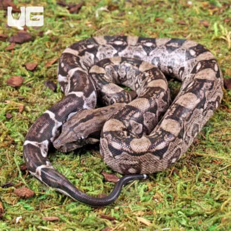 Baby Female Anery Type 2 Poss Het Blood Boa For Sale - Underground Reptiles