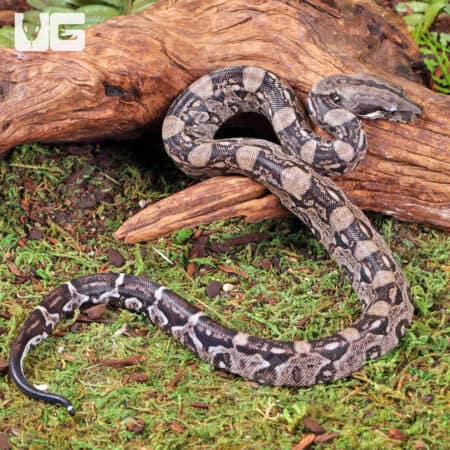 Baby Female Anery Type 2 Poss Het Blood Boa For Sale - Underground Reptiles