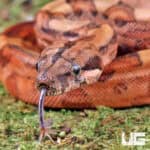 Baby Male Blood Poss Het Anery Type 2 Blood Boa For Sale - Underground Reptiles