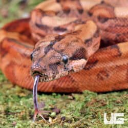 Baby Male Blood Poss Het Anery Type 2 Blood Boa For Sale - Underground Reptiles