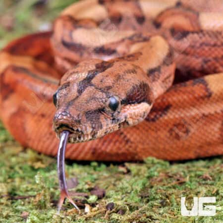 Baby Male Blood Poss Het Anery Type 2 Blood Boa For Sale - Underground Reptiles