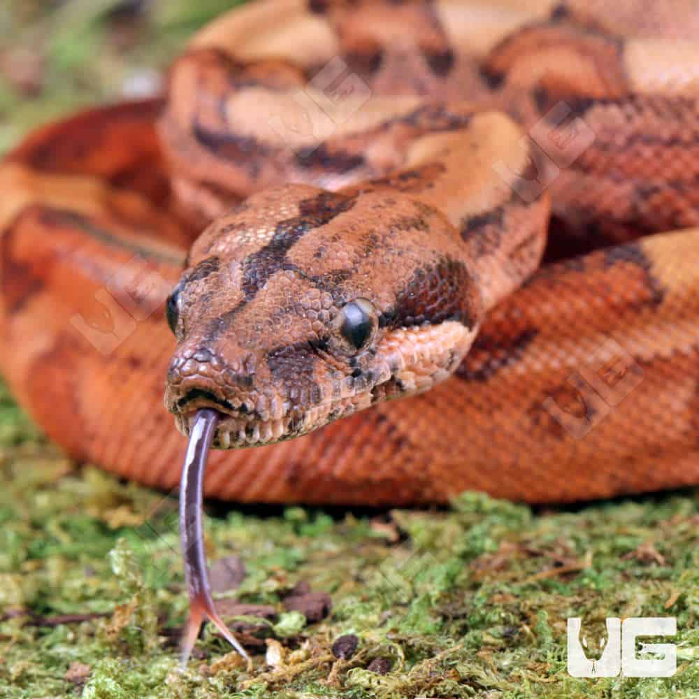 Baby Male Blood Poss Het Anery Type 2 Blood Boa For Sale - Underground Reptiles