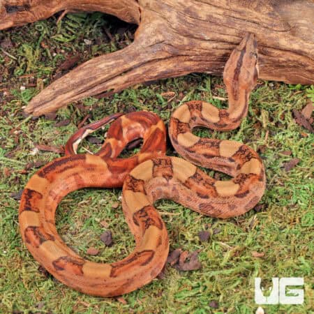 Baby Male Blood Poss Het Anery Type 2 Blood Boa For Sale - Underground Reptiles
