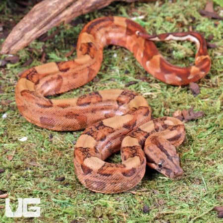 Baby Male Blood Poss Het Anery Type 2 Blood Boa For Sale - Underground Reptiles