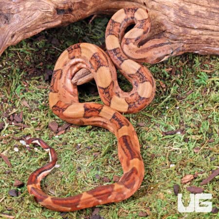 Baby Male Blood Poss Het Anery Type 2 Blood Boa For Sale - Underground Reptiles