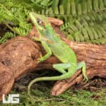 Baby Cuban Knight Anoles For Sale - Underground Reptiles