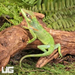 Baby Cuban Knight Anoles For Sale - Underground Reptiles