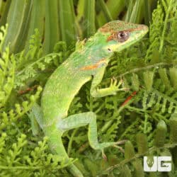 Baby Cuban Knight Anoles For Sale - Underground Reptiles