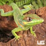 Baby Cuban Knight Anoles For Sale - Underground Reptiles