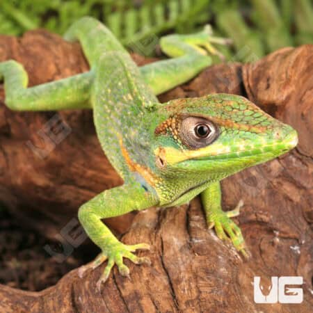 Baby Cuban Knight Anoles For Sale - Underground Reptiles
