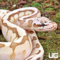 Queenbee Ball Python For Sale - Underground Reptiles