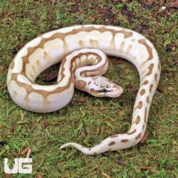 Queenbee Ball Python For Sale - Underground Reptiles