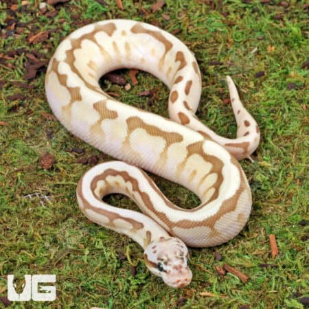 Queenbee Ball Python For Sale - Underground Reptiles