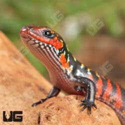 Baby Fire Skinks (Lepidothyris fernandi) For Sale - Underground Reptiles