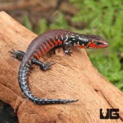 Baby Fire Skinks (Lepidothyris fernandi) For Sale - Underground Reptiles