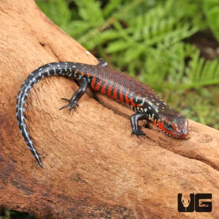 Baby Fire Skinks (Lepidothyris fernandi) For Sale - Underground Reptiles