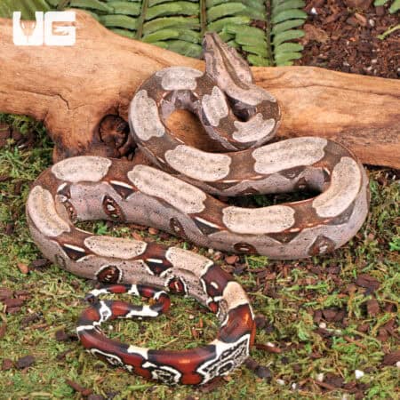 Guyana Redtail Boa For Sale - Underground Reptiles