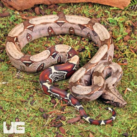 Guyana Redtail Boa For Sale - Underground Reptiles