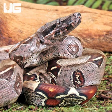 Guyana Redtail Boa For Sale - Underground Reptiles