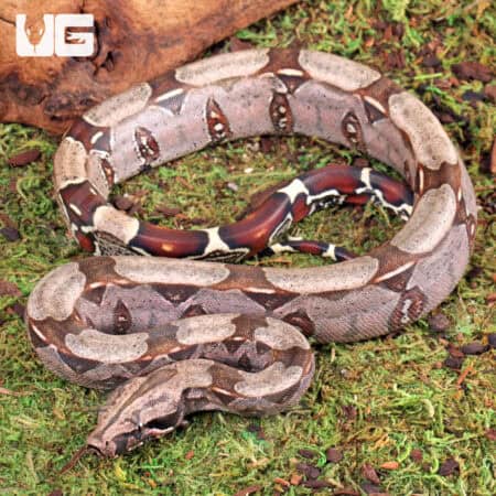 Guyana Redtail Boa For Sale - Underground Reptiles