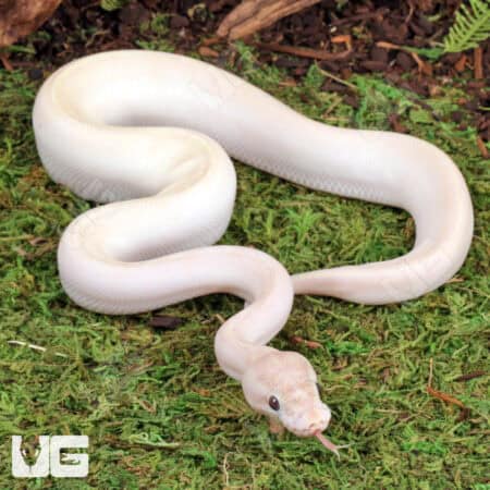 Baby Ivory Ball Python For Sale - Underground Reptiles