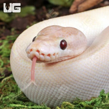 Baby Ivory Ball Python For Sale - Underground Reptiles