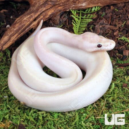Baby Ivory Ball Python For Sale - Underground Reptiles