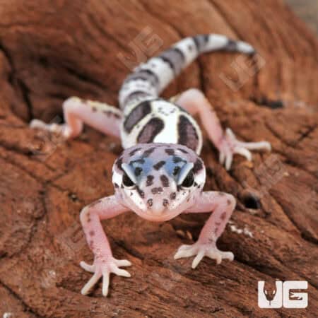 Baby Mack Snow Clown Leopard Gecko For Sale - Underground Reptiles