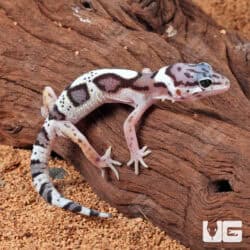 Baby Mack Snow Clown Leopard Gecko For Sale - Underground Reptiles