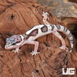 Baby Mack Snow Clown Leopard Gecko For Sale - Underground Reptiles