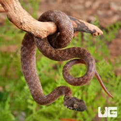 Madagascar Cat Eye Snakes For Sale - Underground Reptiles