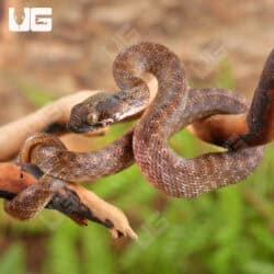 Madagascar Cat Eye Snakes For Sale - Underground Reptiles