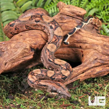 Baby Male Poss Het Anery Type 2 Blood Boa For Sale - Underground Reptiles