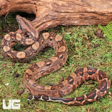 Baby Male Poss Het Anery Type 2 Blood Boa For Sale - Underground Reptiles