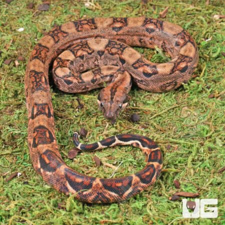 Baby Male Poss Het Anery Type 2 Blood Boa For Sale - Underground Reptiles