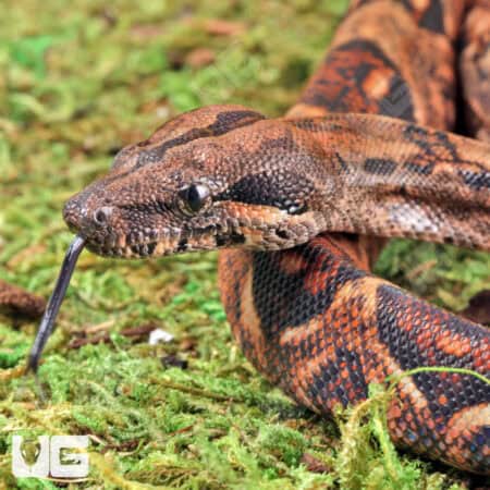 Baby Male Poss Het Anery Type 2 Blood Boa For Sale - Underground Reptiles