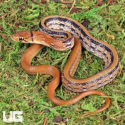 Baby Radiated Ratsnake For Sale - Underground Reptiles