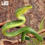 Baby Red Tailed Green Ratsnake For Sale - Underground Reptiles