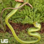 Baby Red Tailed Green Ratsnake For Sale - Underground Reptiles